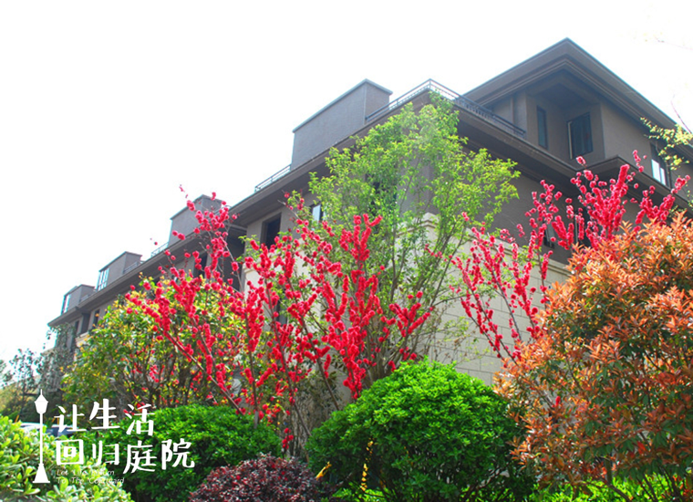 前后张望南阳50年：这样的庭院，，，，，，很难再有了！